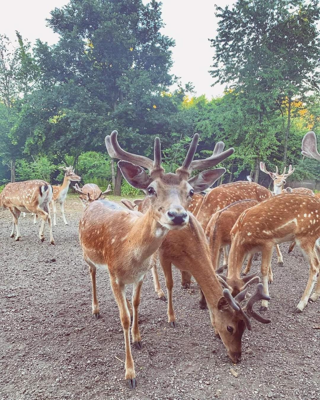 Вилла Plitvice Apis Кореница Экстерьер фото